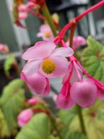 broedbolletjes van Begonia grandis, Verzenden, Voorjaar, Halfschaduw, Zaad