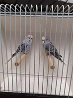 Koppel grasparkieten, Dieren en Toebehoren, Meerdere dieren, Parkiet