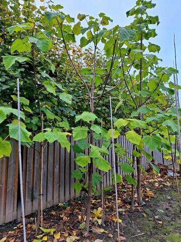 Paulownia tomentosa (Anna Paulowna boom)️🌳 beschikbaar voor biedingen