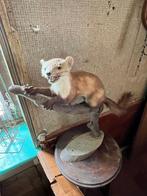 opgezette marter taxidermie, Ophalen, Gebruikt, Wild dier, Opgezet dier