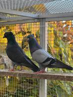 Duiven, Dieren en Toebehoren, Vogels | Duiven, Meerdere dieren, Overige soorten