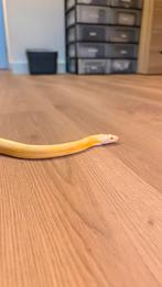 Pantherophis guttatus, ideale kweekman of huisdier!, Dieren en Toebehoren, Reptielen en Amfibieën, Slang, 0 tot 2 jaar