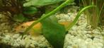 Gouden Siamese algeneters 2 stuks, Dieren en Toebehoren, Vissen | Aquariumvissen, Vis