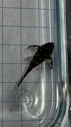L201 hypancistrus sp., Dieren en Toebehoren, Vis