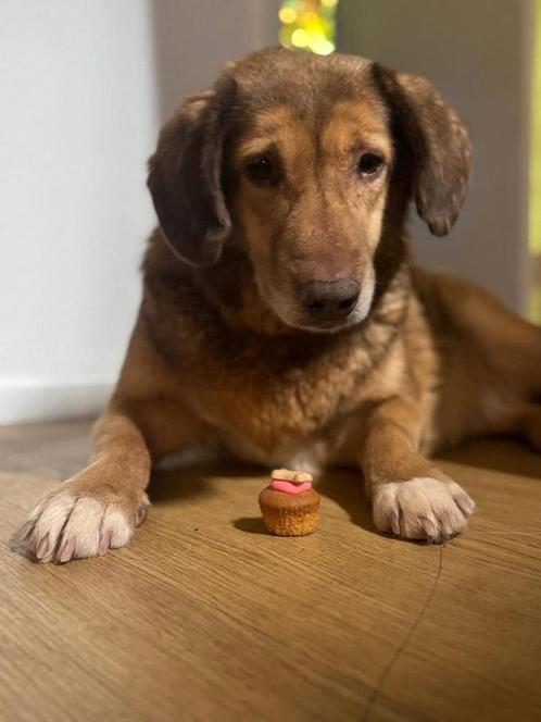 Petra, medium Teefje gest 4 jaar (epilepsie), Dieren en Toebehoren, Honden | Niet-rashonden, Middel, Teef, Particulier, Eén hond