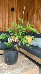 Mooie witte wisteria 70cm, Ophalen, Volle zon, Vaste plant, Klimplanten