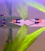 Zwaardragers Tuxedo (Xiphophorus Helleri), Vis, Zoetwatervis, Schoolvis