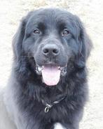 New foundlander x Tatra  dekreu, Dieren en Toebehoren, Honden | Dekreuen, Rabiës (hondsdolheid), Reu, 1 tot 2 jaar, Eén hond