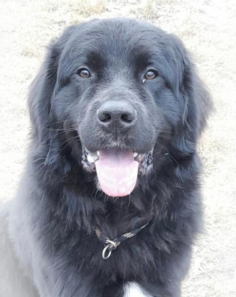 New foundlander x Tatra  dekreu, Dieren en Toebehoren, Honden | Dekreuen, Reu, Particulier, Eén hond, Nederland, 1 tot 2 jaar