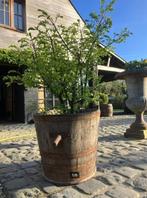 Houten wijn/druiven tonnen., Tuin en Terras, Ophalen, Kunststof, Gebruikt, Minder dan 30 cm