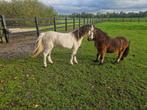 Mooie B Welsh Merrie, Dieren en Toebehoren, Pony's, Merrie, A pony (tot 1.17m), Onbeleerd, Gechipt