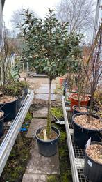 Photinia ‘red robin’ op stam, Ophalen, Lente, Halfschaduw, Overige soorten