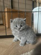 Raszuivere Brits korthaar kittens met stamboom ouders!, Dieren en Toebehoren, Katten en Kittens | Raskatten | Korthaar, Meerdere dieren