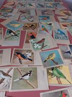 P.Sluis Vogelkaarten 48stuks 60er jaren. Holland., Ophalen of Verzenden, Zo goed als nieuw