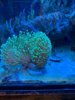 Koraal stekken // ophalen amstelveen, Dieren en Toebehoren, Vissen | Aquariumvissen, Overige typen, Zoutwatervis