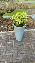 Zinken bloempot inclusief skimmia, Tuin en Terras, Halfschaduw, Ophalen of Verzenden, Overige soorten