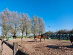 Rusthuis-pensioenstal komt een plekje vrij voor een ruin!!, Dieren en Toebehoren, Weidegang, 1 paard of pony