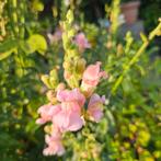 verschillende gekleurde leeuwenbekjes,half/hoog, Verzenden, Volle zon