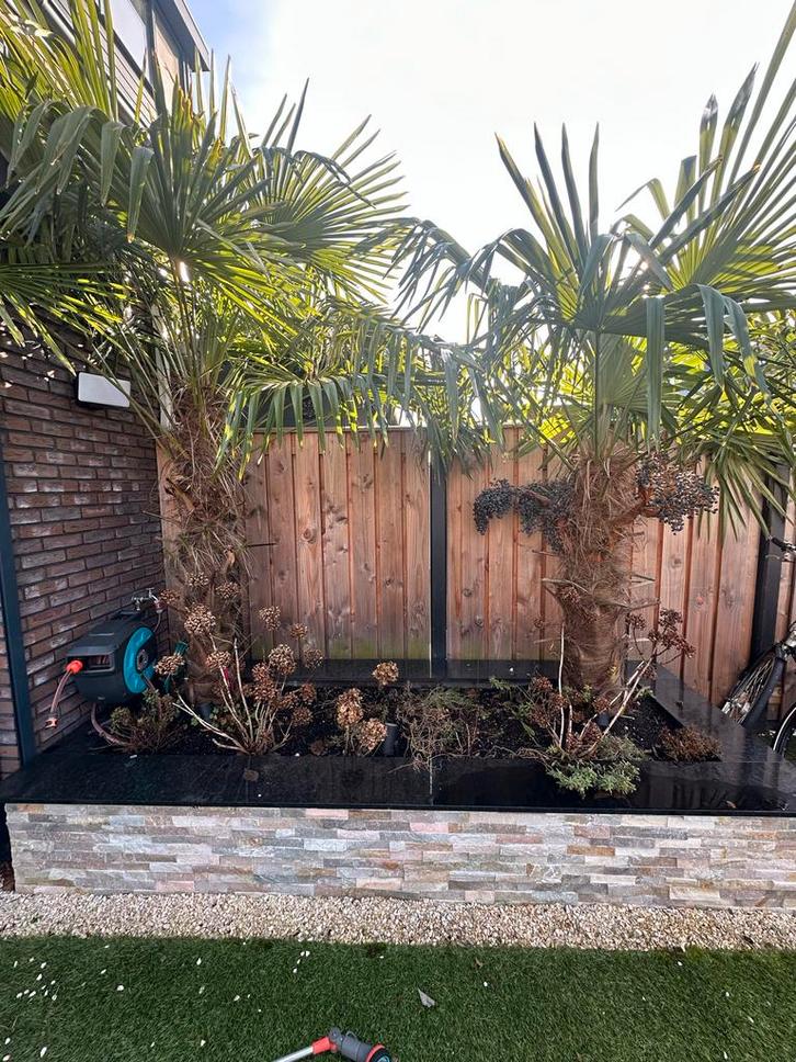 Mooie Palmbomen te koop!, Tuin en Terras, Planten | Bomen, Palmboom, 250 tot 400 cm, Halfschaduw, Zomer, Ophalen