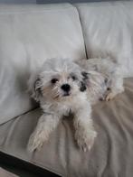 Lieve shih tzu, Dieren en Toebehoren, België, Particulier, Overige rassen, Teef
