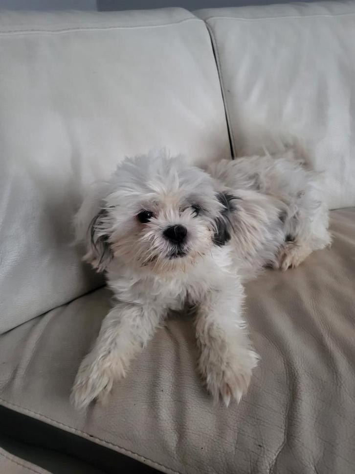 Lieve shih tzu, Dieren en Toebehoren, Honden | Chihuahua's en Gezelschapshonden, Teef, Overige rassen, Particulier, Eén hond, België