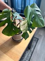 Monstera Variegata Kamerplant, Ophalen, Overige soorten, Halfschaduw, In pot