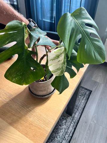 Monstera Variegata Kamerplant beschikbaar voor biedingen