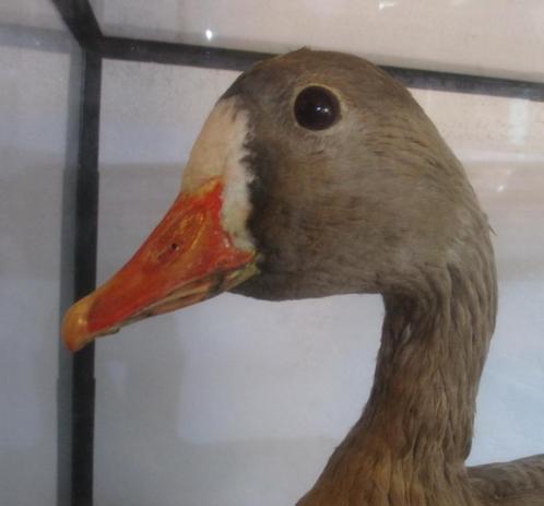 supergrote taxidermy opgezette gans in glazen box vitrin, Antiek en Kunst, Curiosa en Brocante, Ophalen