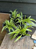Graslelie plantjes, Groene kamerplant, Ophalen, Halfschaduw, Minder dan 100 cm