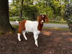 Boergeit bokjes, Dieren en Toebehoren, Schapen, Geiten en Varkens, Mannelijk, Geit