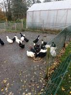 Trio eenden te koop, Meerdere dieren, Eend