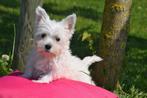 West highland white terrier pup, Rabiës (hondsdolheid), 15 weken tot 1 jaar, Buitenland, Eén hond