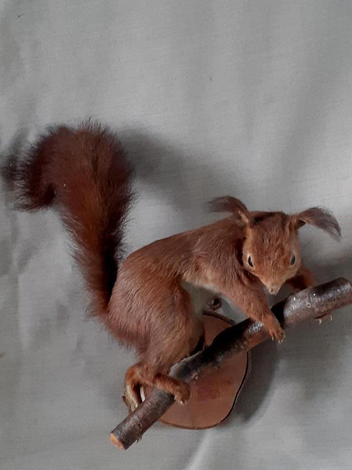 Opgezette eekhoorn op tak, Verzamelen, Dierenverzamelingen, Opgezet dier, Wild dier, Ophalen of Verzenden