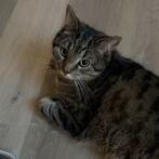 Kater ter adoptie — reactiestop!, Dieren en Toebehoren, Katten en Kittens | Overige Katten, Kater, Kortharig, 3 tot 5 jaar