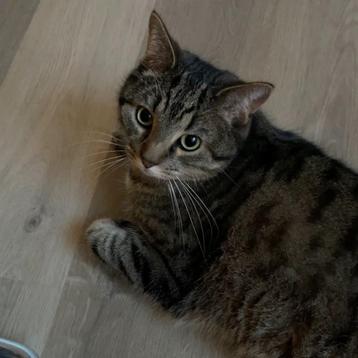 Kater ter adoptie — reactiestop! beschikbaar voor biedingen
