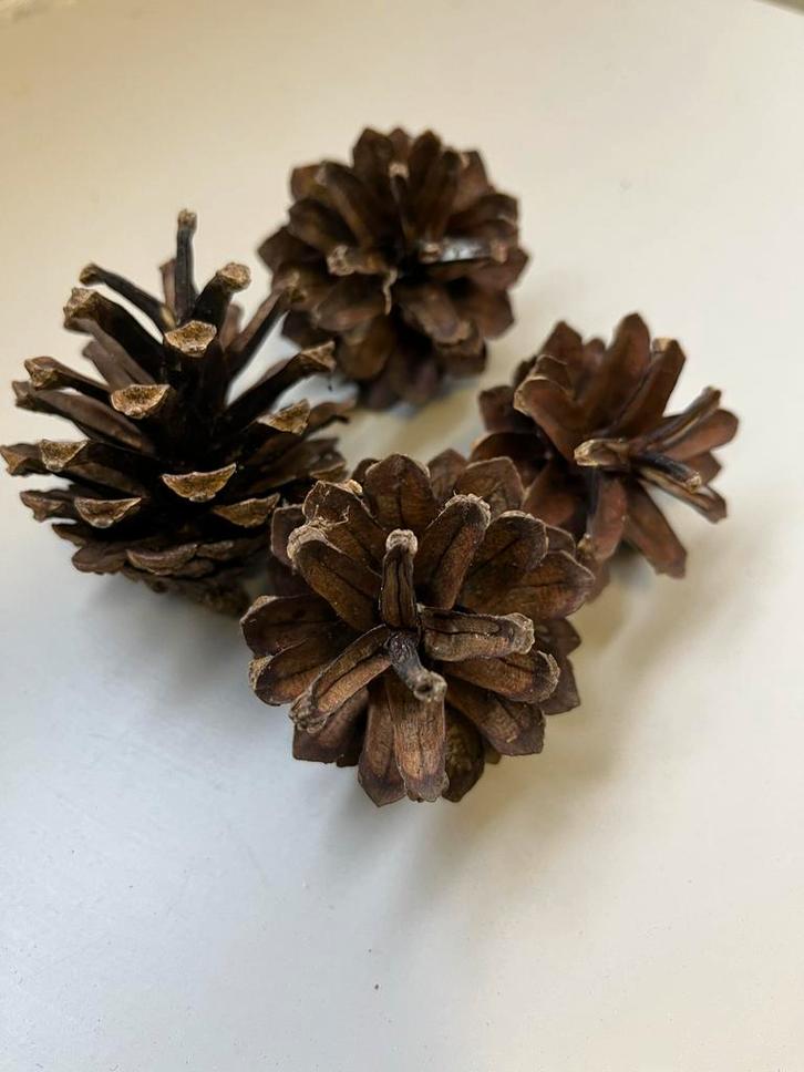 Grote partij dennenappels voor knutselprojecten, Tuin en Terras, Tuinstekers, Gebruikt, Ophalen of Verzenden