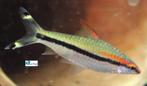 Torpedo Barbeel, Dieren en Toebehoren, Vis, Zoetwatervis, Schoolvis