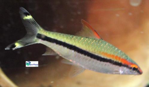 Torpedo Barbeel, Dieren en Toebehoren, Vissen | Aquariumvissen, Zoetwatervis, Vis, Schoolvis