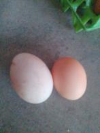 Verse Eendeneieren van Indische Loopeend, Dieren en Toebehoren, Pluimvee