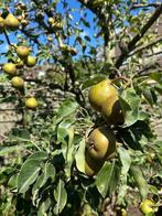 Gratis - Perenboom (stoofperen), Ophalen, Overige soorten