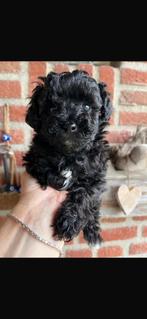 Maltipoo pups, maltezer, poedel, Dieren en Toebehoren, CDV (hondenziekte), 8 tot 15 weken, Meerdere, Meerdere dieren