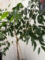Ficus Benjamina in pot, Huis en Inrichting, Ophalen, Ficus, 100 tot 150 cm, Halfschaduw