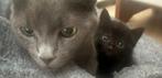 Twee prachtige kittens blauwe rus X britse korthaar, Meerdere dieren, Ontwormd, 0 tot 2 jaar