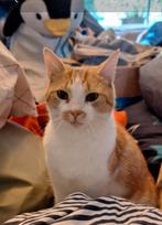 Sammy vermist (IJsselstein Ut), Dieren en Toebehoren