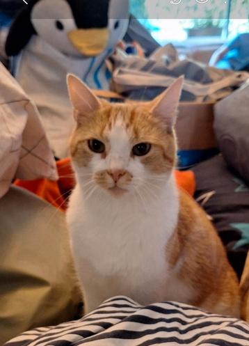 Sammy vermist (IJsselstein Ut) beschikbaar voor biedingen