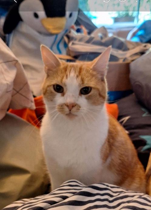 Sammy vermist (IJsselstein Ut), Dieren en Toebehoren, Vermiste en Gevonden Dieren