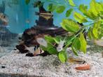 Microgeophagus Ramirezi dwergcichliden, Dieren en Toebehoren, Vissen | Aquariumvissen, Vis, Zoetwatervis