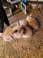Mooie hangoor konijnentjes, Meerdere dieren, Middelgroot, Hangoor, 0 tot 2 jaar