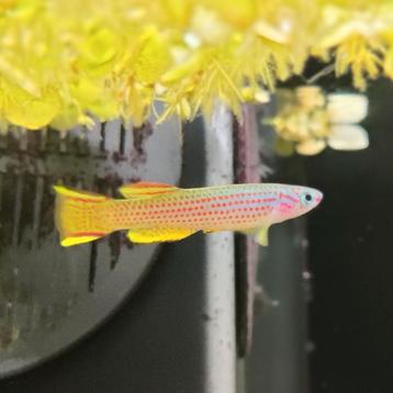 Aphyosemion striatum beschikbaar voor biedingen