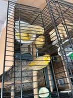 Mooi koppel kanarie geel agaat Gerignd 2024, Dieren en Toebehoren, Vogels | Kanaries, Meerdere dieren, Kleurkanarie